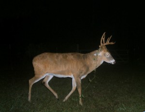 Brama-201010